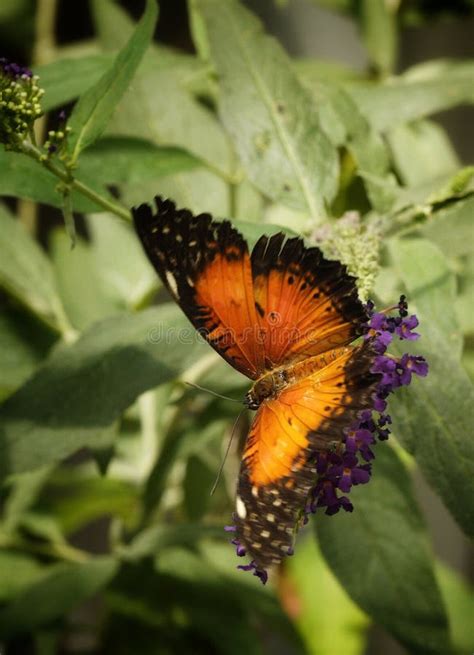 Cethosia Biblis Or Red Lacewing Butterfly From Asia In Bucharest Stock