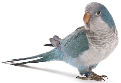 Quaker Parrots As Pet Birds Care Lifespan Costs Bird Gene