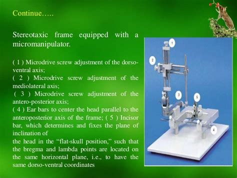 Stereotaxic atlas