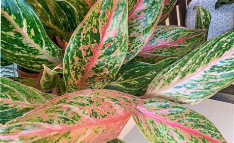 Aglaonema Curiosidades Tipos Características e Como Cultivar