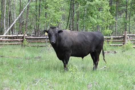 Wagyu Cattle | Fort Klamath Ranch