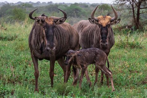 Ron Gesser Photography | Gallery of Africa - Wildlife