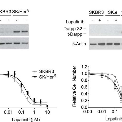 Colony Formation By Sk Tdp Cells Exposed To Lapatinib Skbr Cells