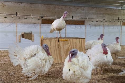 Northfield farmer picks the turkeys to be pardoned at the White House | KNOX News Radio, Local ...