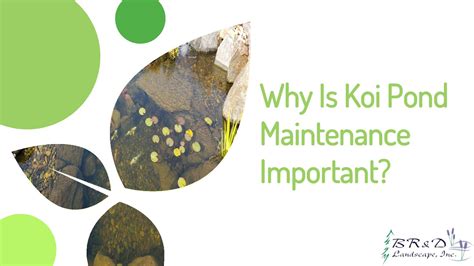 Essential Tips For Maintaining Koi Pond Speaker Deck