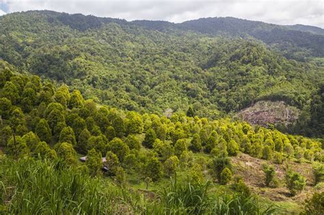 Pesona Taman Nasional Bogani Nani Wartabone Di Pulau Sulawesi