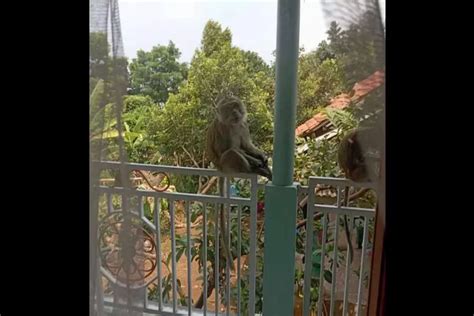 Kawanan Monyet Gunung Salak Turun Ke Pemukiman Warga Cijeruk Kerap