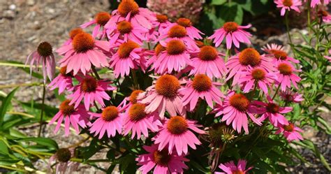 Purple Coneflower Kims Knee High Echinacea Purpurea Kims Knee High