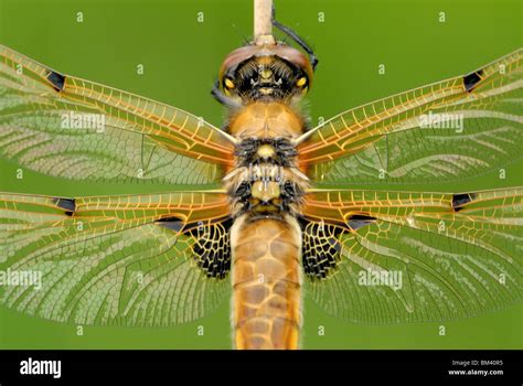 Four Spotted Chaser Libellula Quadrimaculata Close Up Of Back Stock