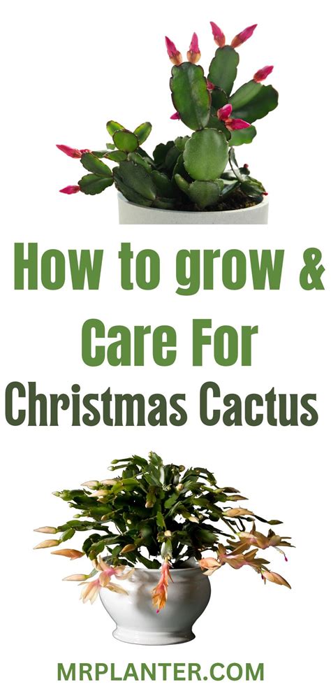 How To Grow And Care For Christmas Cactus In 2023 Christmas Cactus Care Christmas Cactus