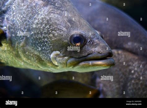 African exotic fish hi-res stock photography and images - Alamy