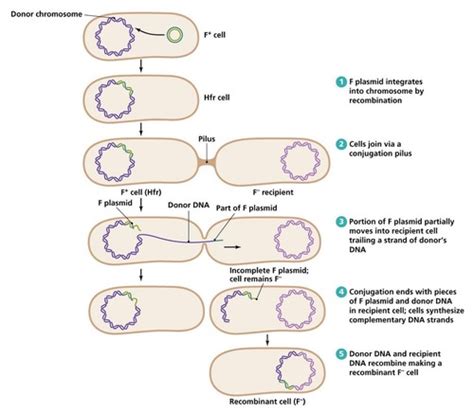 Bacterial Genetics II Flashcards Quizlet