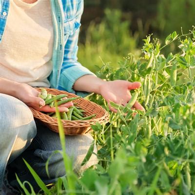 Plant-Rhizobia Symbiosis and Nitrogen Fixation in Legumes | Frontiers ...