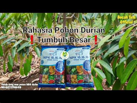 Pemupukan Pohon Durian Bawor Musangking Duri Hitam Usia Tanam Tahun