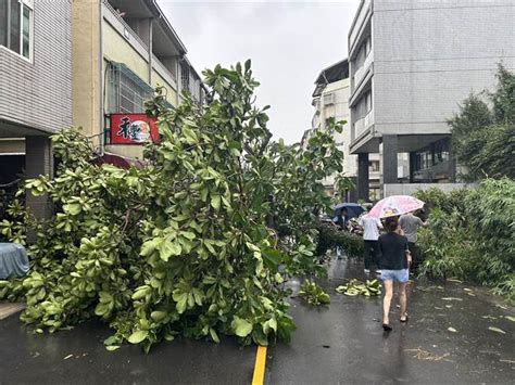 台中豪雨大樹倒塌！躺路中壓毀汽機車 民眾驚：做颱風嗎 社會 中時