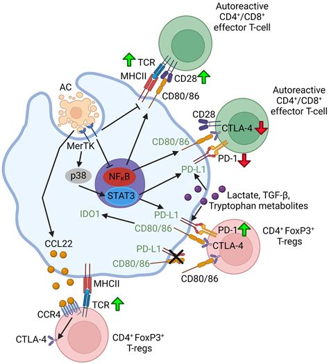 Frontiers Crosstalk Between Efferocytic Myeloid Cells And T Cells And