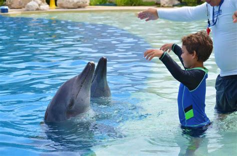 Swim with Dolphins for Non Swimmers and Kids | Dolphinaris