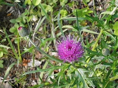 Thistle Pink Flower Purple Flowers - Free photo on Pixabay - Pixabay