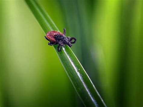 Powassan Virus Disease Heres What To Know About The Tick Borne Illness