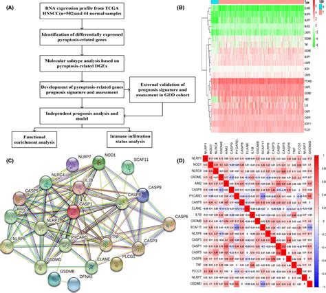 Identification Of Pyroptosis‐related Gene Prognostic Signature In Head