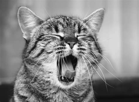 cat palate royalty    stock images shutterstock