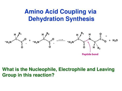 Ppt Proteins Amino Acid Chains Powerpoint Presentation Id7053765