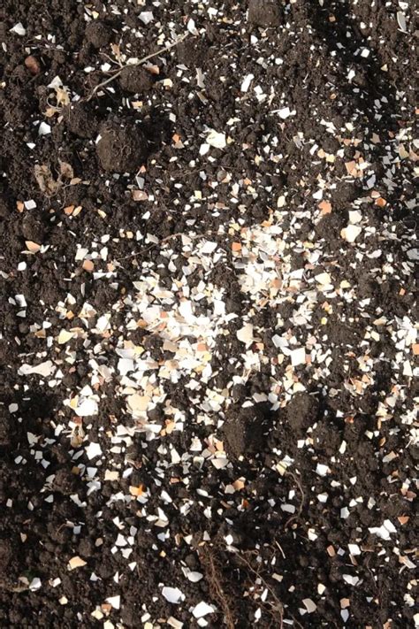 How Eggshells Help Tomato Plants And How To Use Them