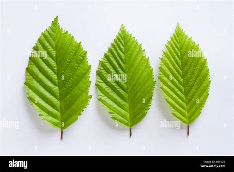 Leaves from hornbeam tree, Carpinus betulus Stock Photo - Alamy