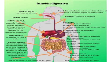 Anatomia Y Fisiologia Humana Yrueda Pptx