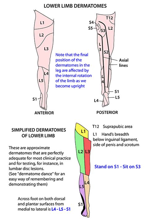 Lower Limb Nerves Dermatomes Lower Limb Nerve Anatomy Medical Anatomy