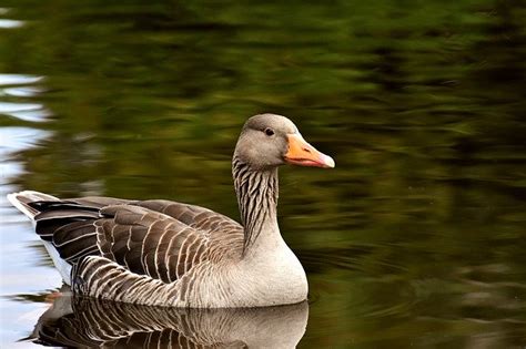 Swan Vs Goose What Is The Difference Animal Hype