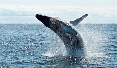 Conservación de las ballenas y cambio climático Fundación Aquae