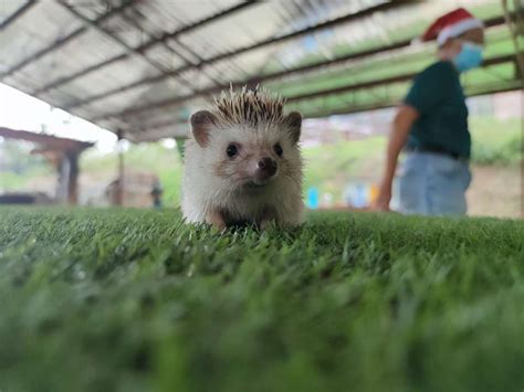 Buy The Bentong Farm Tickets December 2024