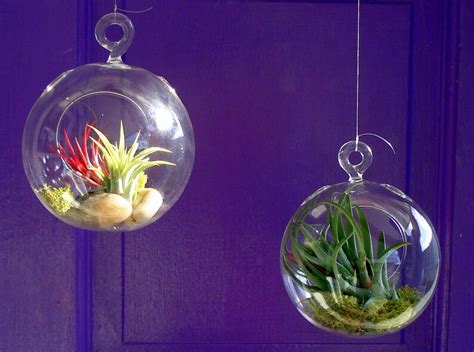 Air Plant Hanging Terrarium Clear Glass Orb Globe Kit With Etsy