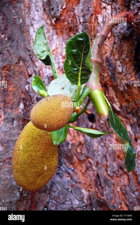 Foto Plantas Tropicales El árbol Del Pan Artocarpus Altilis