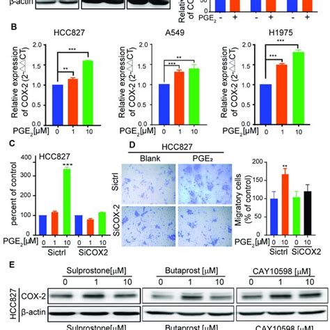 Pge Upregulates Cox Expression And Downregulation Of Cox