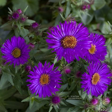 Symphyotrichum Novae Angliae Purple Dome A Lovely Short Flickr