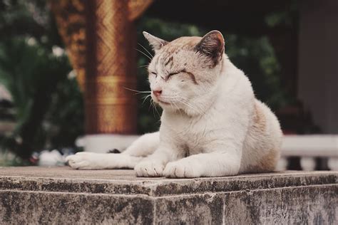 HD wallpaper: white and beige cat resting on concrete slab, animal themes, domestic | Wallpaper ...