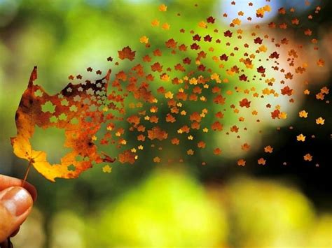 Autumn Leaves Leaves Autumn Fly Away Leaf HD Wallpaper Peakpx