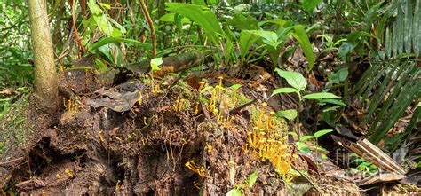 Fungi Growing On A Rotting Log Photograph by Dr Morley Read/science Photo Library - Pixels