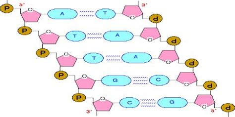 Lecture on DNA Structure - Assignment Point