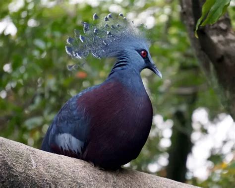 Victoria Crowned Pigeon - Facts, Diet, Habitat & Pictures on Animalia.bio