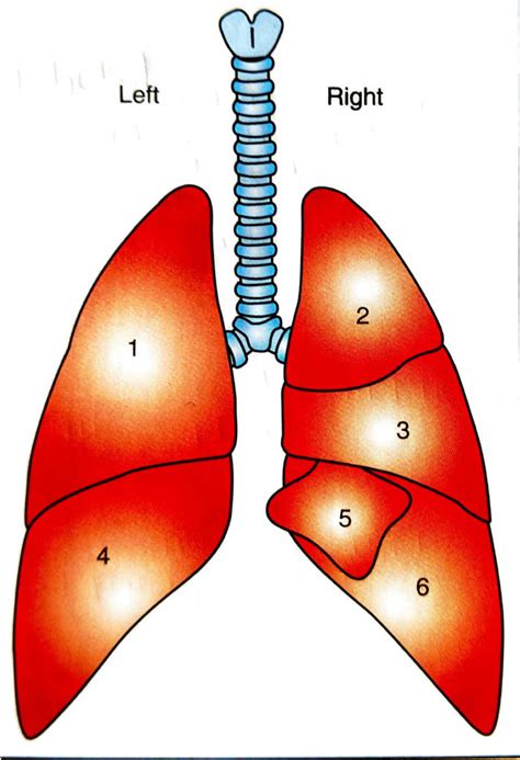 Lung lobes Diagram | Quizlet