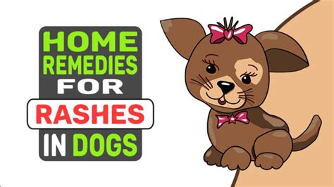 Dog Rashes: 3 Natural Home Remedies And Possible Diseases - Petmoo