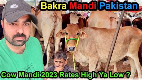 Cow Mandi 2023 Rates High Ya Low Bakra Mandi Pakistan YouTube