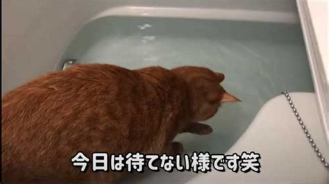 お風呂大好きな猫ちゃん、待ちきれず湯船に！ 自ら入る姿に猫飼いから「可愛いすぎw」「羨ましい」の声 ねとらぼ