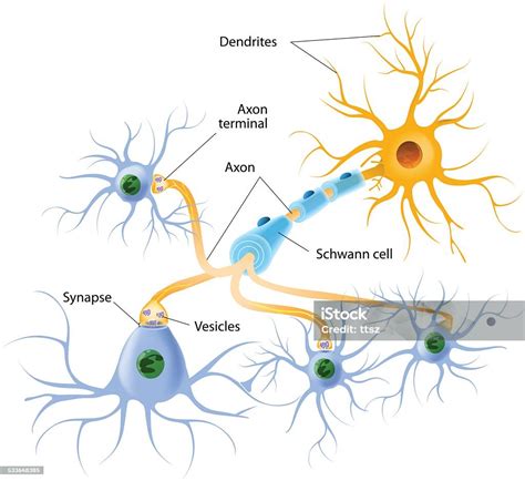 Structure Of A Typical Chemical Synapse Stock Illustration Download