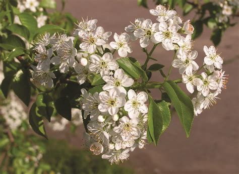 Comment Est Le Cerisier De Sainte Lucie Mistral Bonsai