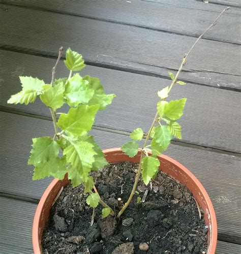 Birke - Betula - Beliebte Pflanzen & Erfahrungen - GREEN24 Hilfe Pflege ...