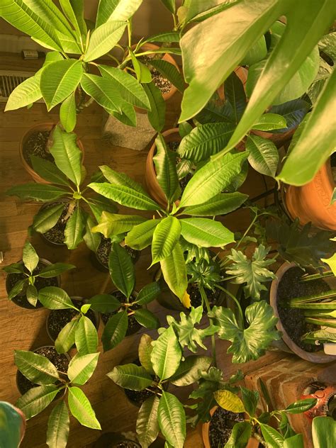 Who else has too many plumeria to count?? | Scrolller